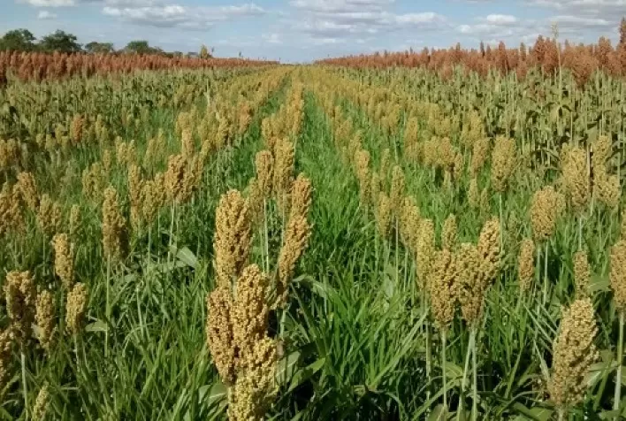 Uso de Plantas de Cobertura Cresce entre Produtores Rurais, Aponta Estudo