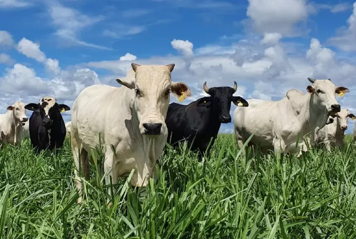 Preços do Boi Gordo e da Vaca Gorda Sobem em Mato Grosso
