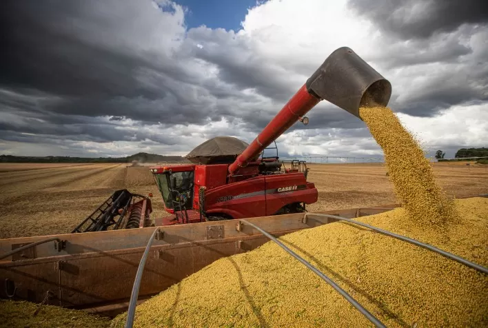 Chuvas Atrasam Colheita de Soja em Mato Grosso, Mas Produtividade se Mantém Elevada