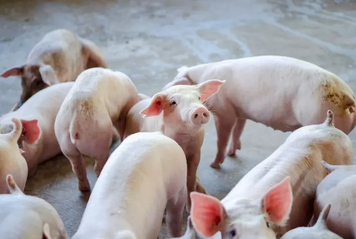Doença do Edema: Desafios e Prevenção na Suinocultura Pós-Desmame