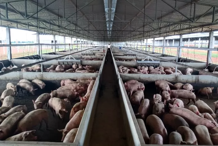 Suinocultura de Mato Grosso do Sul registra crescimento e supera 3,39 milhões de suínos abatidos em 2024
