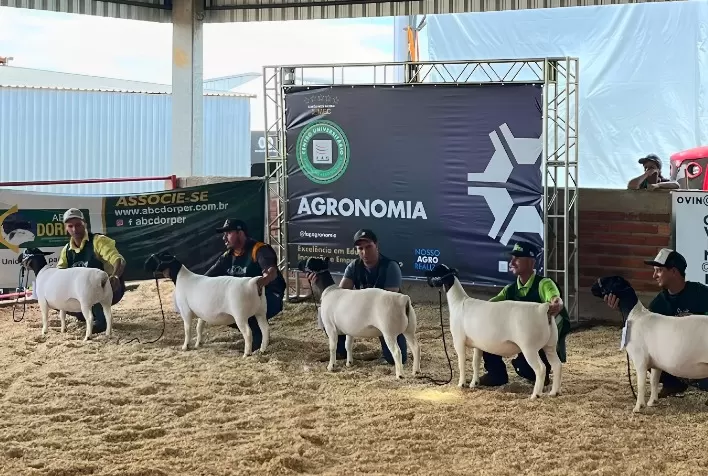 Ovinocultura se consolida como destaque no Show Rural Coopavel 2025