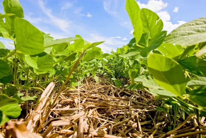 Remineralizadores: Bioinsumos de Origem Mineral Impulsionam a Fertilidade do Solo no Oeste Baiano