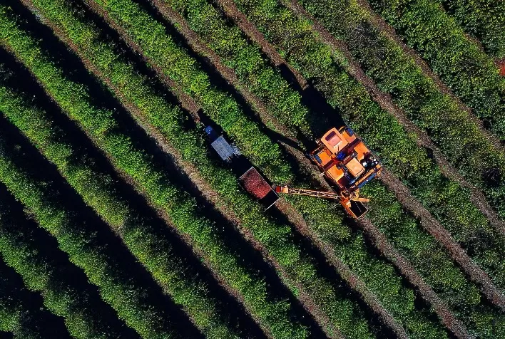 Hedgepoint revisa para baixo estimativa da safra de café do Brasil em 2025/26