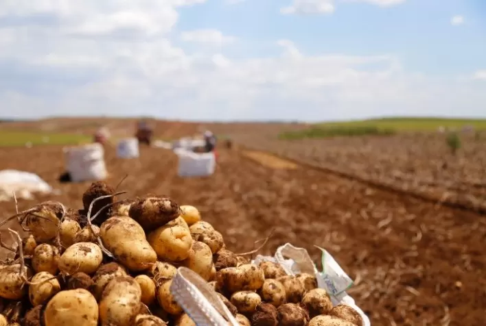 Chuvas dificultam colheita e reduzem oferta de batata, impulsionando preços
