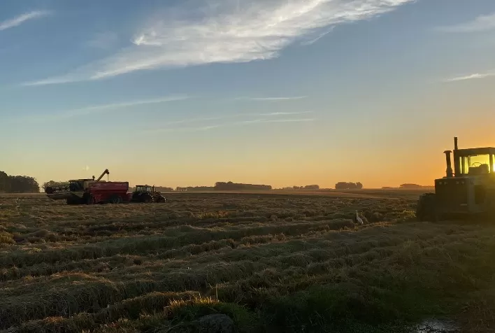 Colheita de Arroz no Brasil: Perspectivas para o Mercado de 2024/25