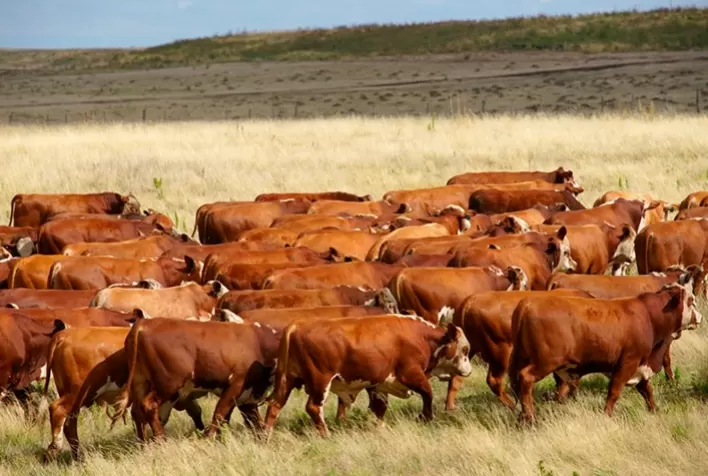 Estiagem e calor prejudicam pastagens em diversas regiões do Rio Grande do Sul
