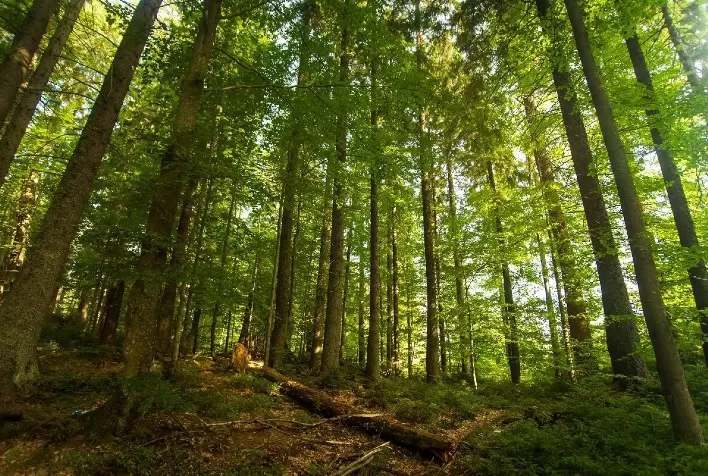 Silvicultura Sustentável: Inovações Tecnológicas Melhoram a Eficiência e Sustentabilidade no Setor