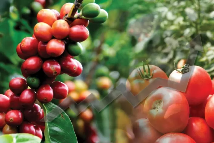 Preços ao Produtor Paulista: Café Arábica e Tomate Registram Valorização; Limão, Batata-Doce e Banana Nanica Apresentam Queda