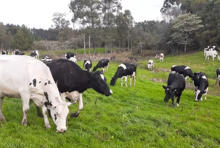 Calor Extremo e Falta de Chuva Afetam Produção de Leite no Rio Grande do Sul