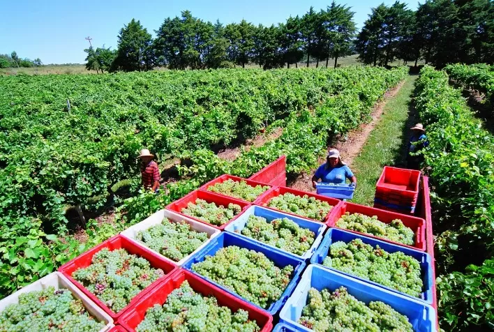 Nova Aliança projeta colheita de 40 milhões de quilos de uva para a Vindima 2025