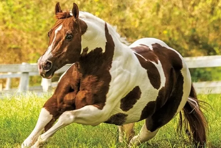 Premix e WP Ranch firmam parceria estratégica para potencializar o desempenho e bem-estar de equinos