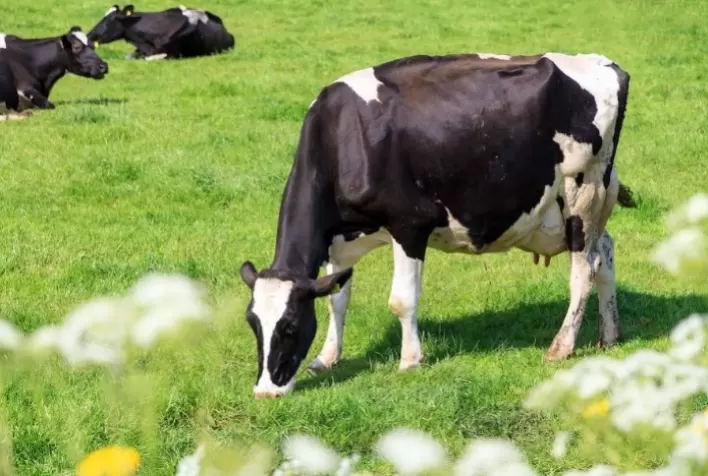 Manejo Adequado do Gado Leiteiro é Essencial no Combate à Mastite e Redução de Perdas Econômicas