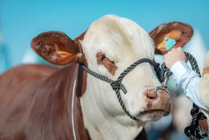 Estão Abertas as Inscrições para o 9º Congresso Mundial Braford
