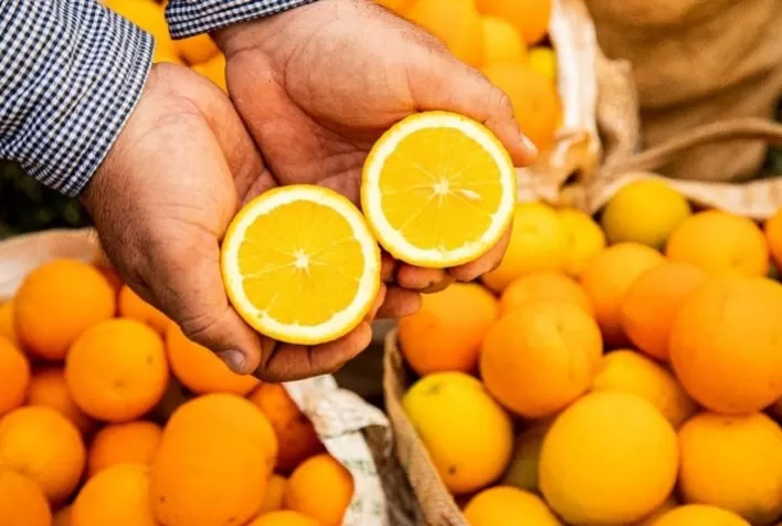 Qualidade da laranja segue abaixo do esperado na safra 2024/25, apesar das chuvas