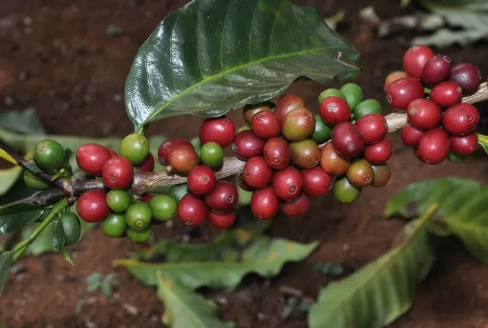 Café robusta inicia semana em alta na Bolsa de Londres