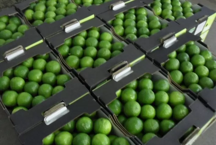 Exportações de Frutas Iniciam 2025 com Resultados Recordes, Apesar de Queda em Janeiro