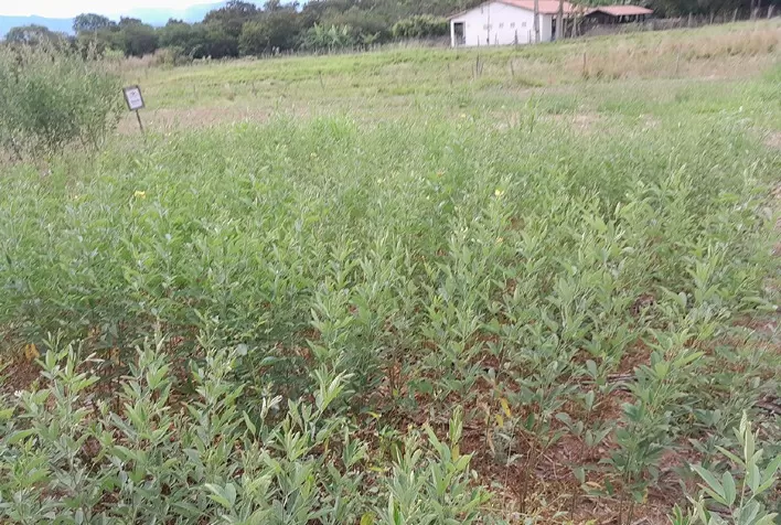 Feijão Guandu Adaptado ao Semiárido Pode Reduzir Custos de Alimentação de Rebanhos