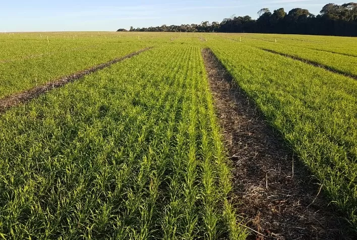 Semeadoras de Alta Velocidade Impulsionam Eficiência no Plantio de Trigo