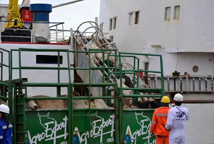 Justiça libera exportação de animais vivos no Brasil