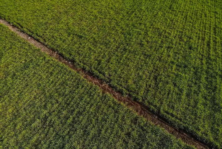 Inteligência artificial impulsiona inovação e produtividade na cultura da cana-de-açúcar