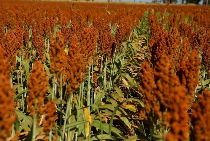 Sorgo Igrowth: alternativa rentável para cobertura do solo na reforma do canavial
