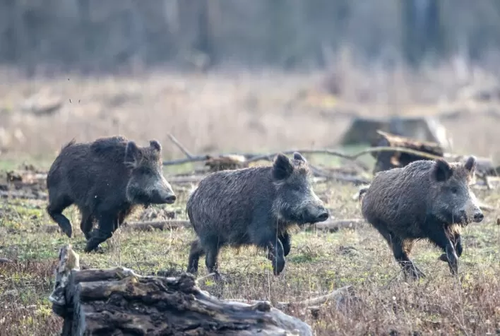 Invasão de Javalis Ameaça Produção Rural e Sanidade Animal em São Paulo