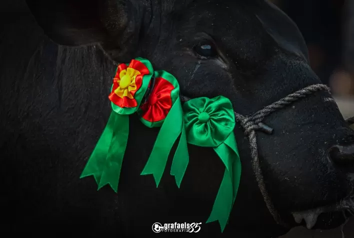 Leilão Brangus Coleção 2025 abre inscrições para animais de elite