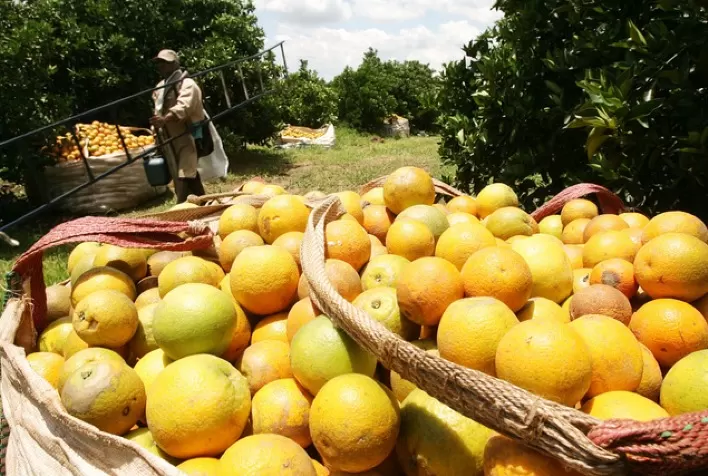 Safra de laranja 2024/25 é reestimada em 228,52 milhões de caixas