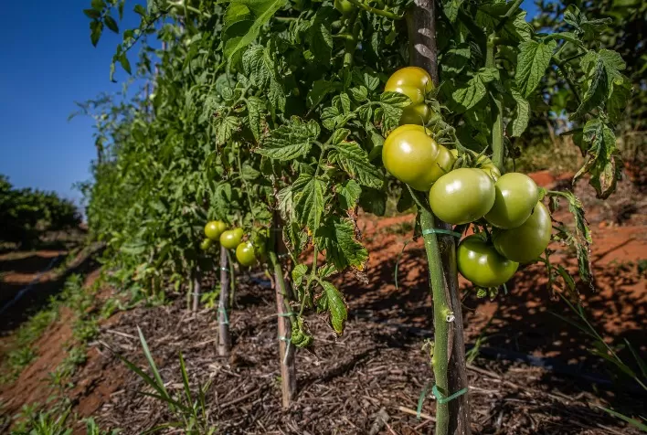 Agrodefesa orienta produtores sobre regras para o transplantio de mudas de tomate em Goiás