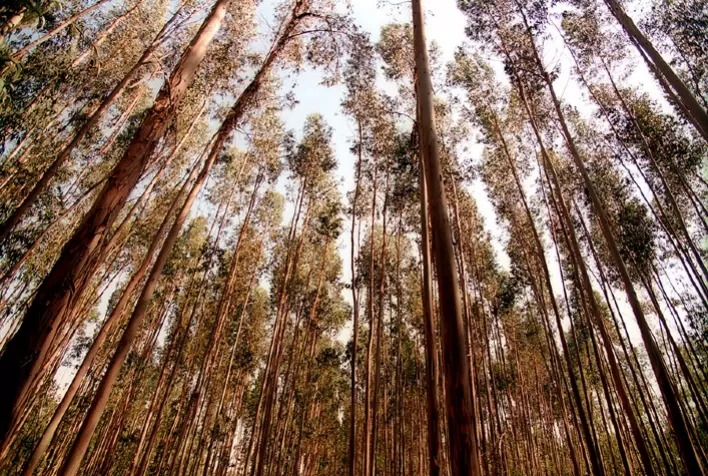 Minas Gerais Lança Plano Estadual para Florestas Plantadas
