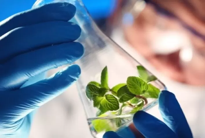 Endofíticos: A Nova Fronteira da Agricultura Biológica