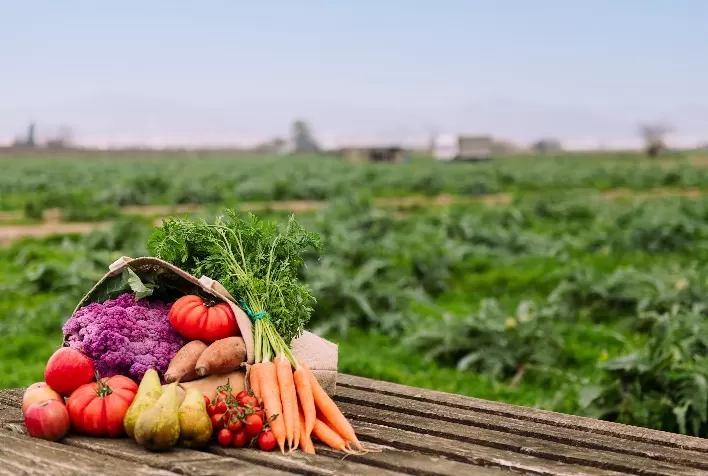 Rotação de culturas: estratégia essencial para a produtividade na horticultura