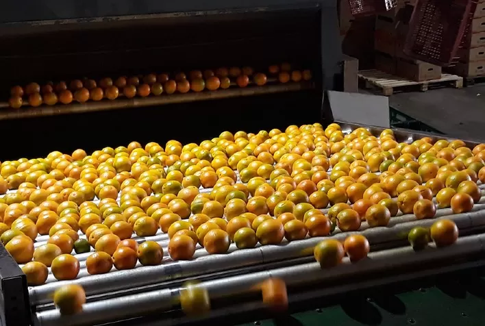 Indústria reduz preço da laranja diante de baixa qualidade e desvalorização do suco