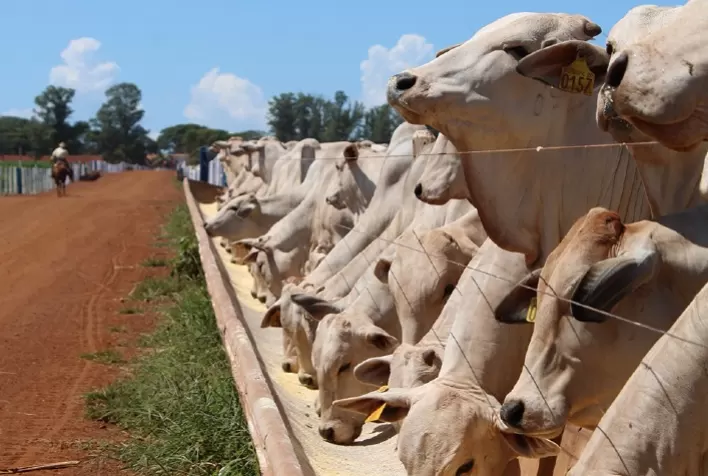 Leitura de cocho: estratégia para maximizar a eficiência produtiva no confinamento de bovinos