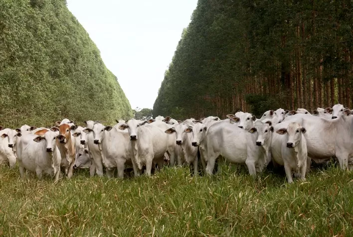 Evento na Fazenda Campina destaca a Importância do Componente Florestal no Sistema ILPF