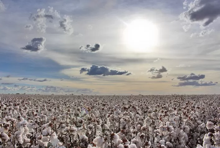 Imea mantém previsão de área de algodão em Mato Grosso para a safra 2024/25