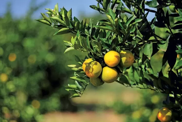 Calor extremo prejudica citricultura e causa danos aos frutos
