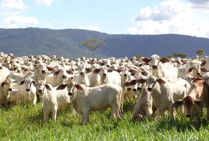 Recuperação do Preço do Bezerro Impulsiona Mercado Pecuário