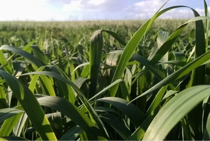 Fortgreen Inova com Tecnologia para Maior Eficiência e Segurança na Nutrição das Lavouras
