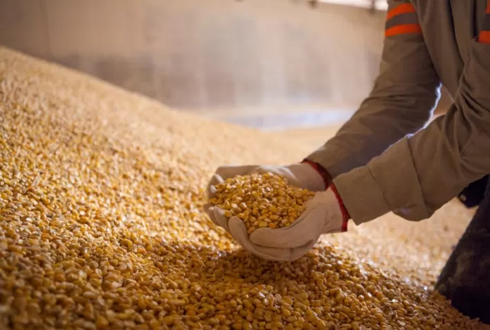 USDA Deve Ajustar Projeções para Estoques de Soja e Milho nos EUA