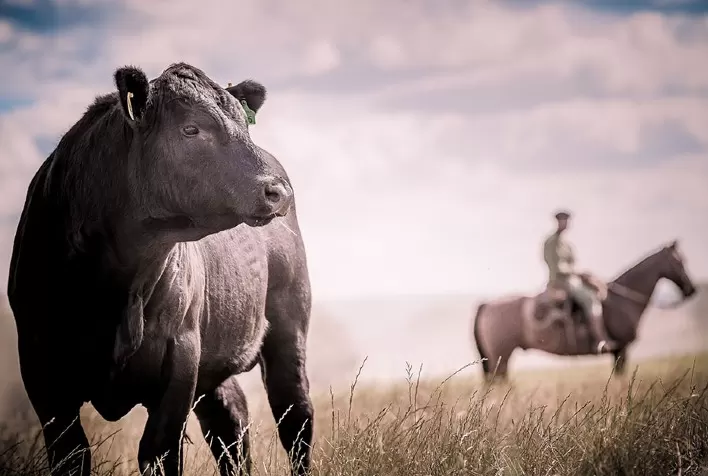 Mercado Global de Carne Bovina: Tendências e Perspectivas para 2025