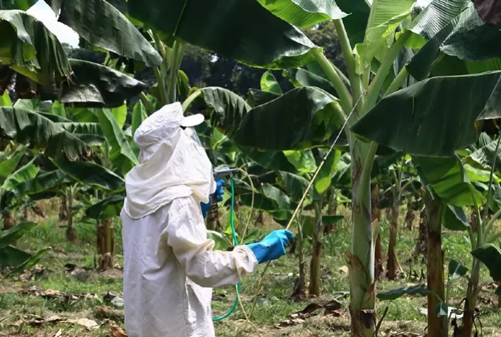 Surto de Sigatoka Negra é identificado em Jaíba, e IMA adota medidas emergenciais