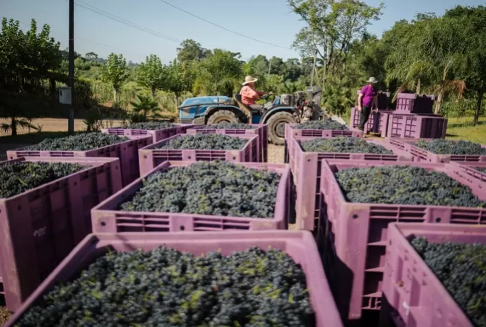 Cooperativa Vinícola Garibaldi Conclui Safra 2025 com Mais de 28 Milhões de Quilos de Uva