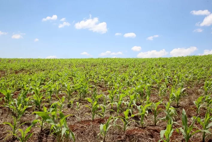 Plantio da Milho Safrinha Avança para 82%, Superando Média dos Últimos 5 Anos, Aponta Conab