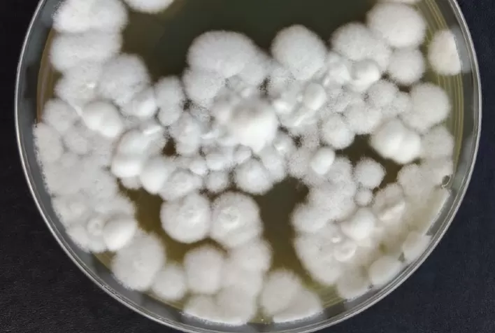 Fungo Modificado Geneticamente Se Torna Mais Eficiente no Controle de Pragas Agrícolas