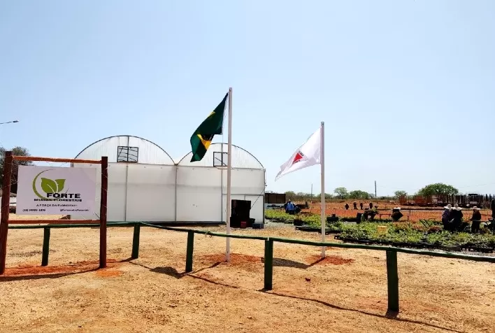 Forte Mudas Florestais: Inovação e Expansão no Mercado de Mudas de Eucalipto