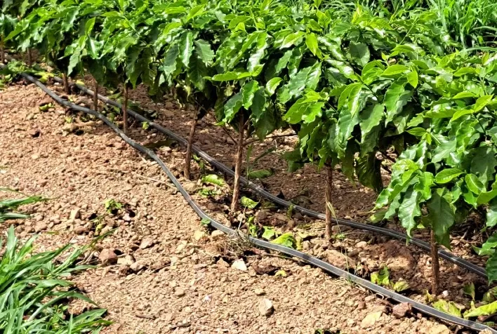 Transformação da Cafeicultura Brasileira: O Impacto da Irrigação por Gotejamento no Setor