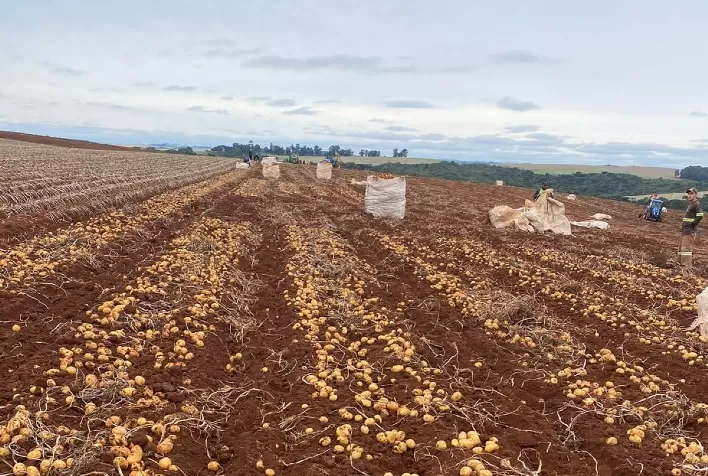 Fungicida da Sipcam Nichino se Destaca no Controle da Rhizoctonia na Cultura da Batata