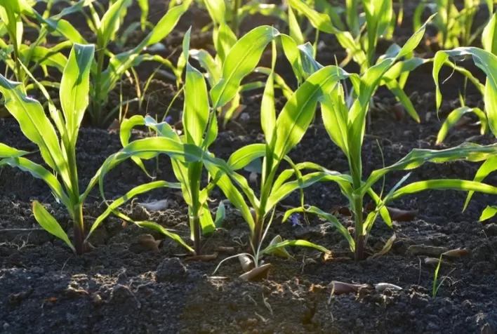 Desafios Climáticos e Nutricionais Impulsionam Inovações para o Milho Safrinha no Centro-Oeste